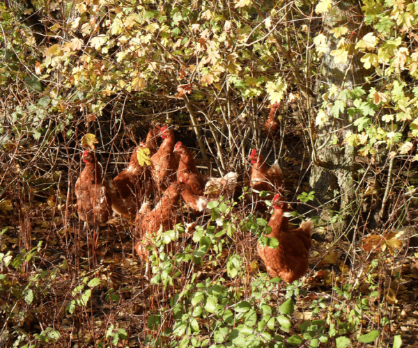 Nos poules - œufs plein air