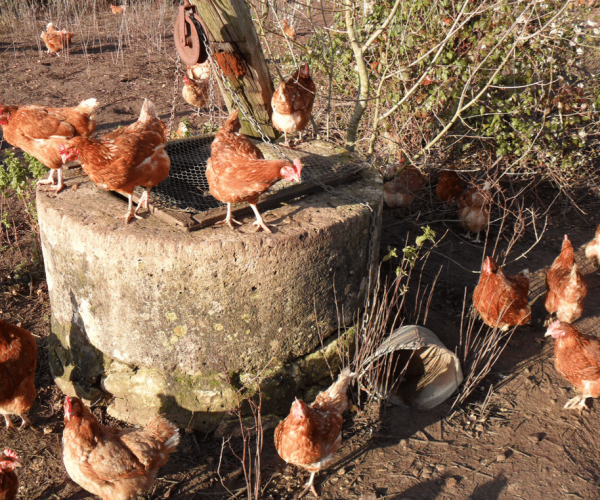 Nos poules - œufs plein air